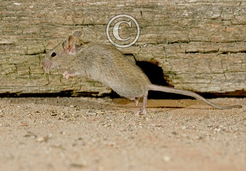 House Mouse DM0593